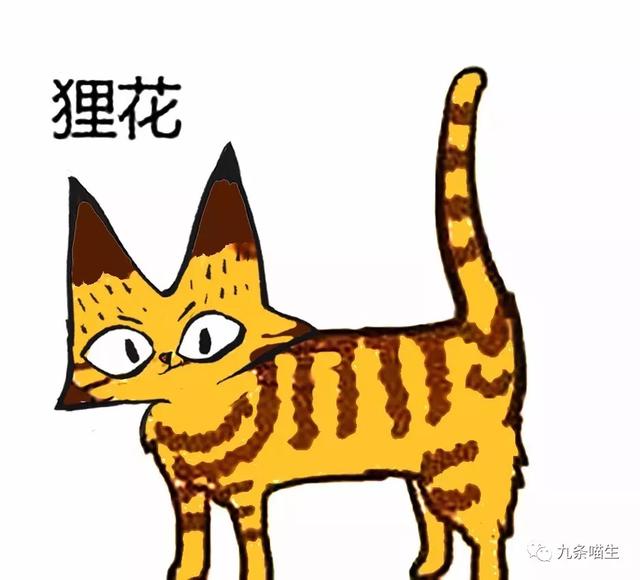 悟空问答- 猫咪花色有哪些？(闭上你的狗嘴的回答，0赞）