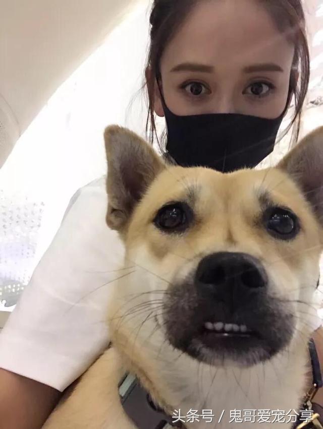 宠物狗的品种及图片价格表:500块钱可以买什么狗呢？ 中型宠物狗的品种及图片