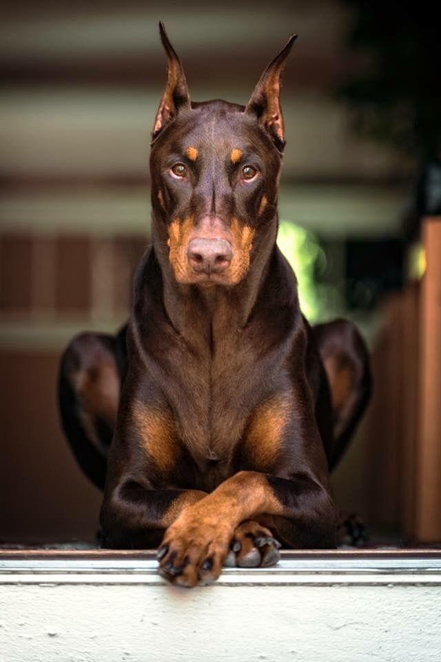 杜宾犬不断尾图片