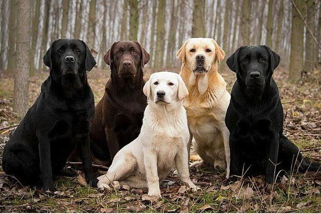 德国防暴犬:世界各国选做警犬的品种有哪些？