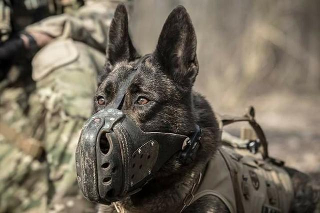 德国防暴犬:世界各国选做警犬的品种有哪些？