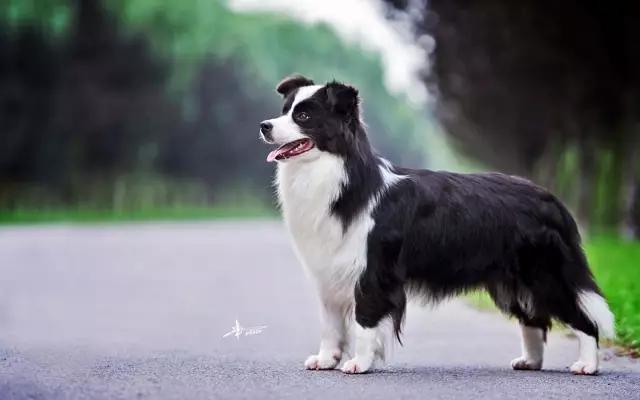 边境牧羊犬性格分析:边境牧羊犬有哪些我们不知道的优点？