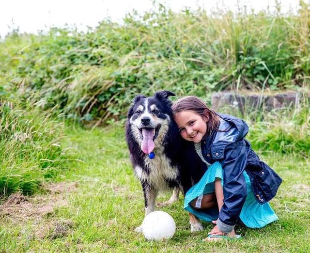 边界牧羊犬:边境牧羊犬为什么当不了警犬？