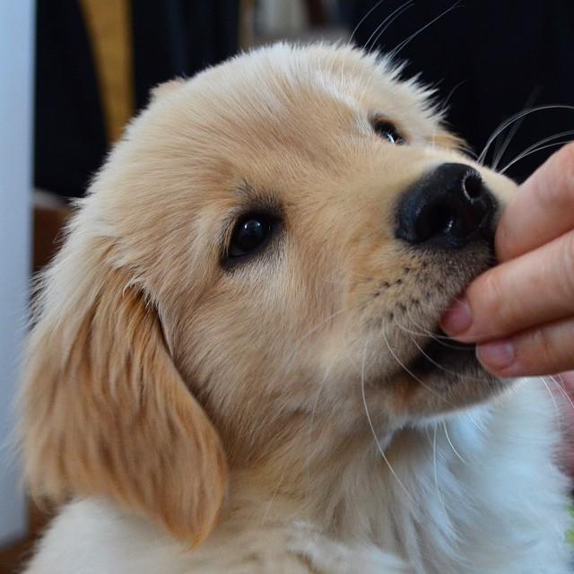 金毛犬瘟热治疗费用:两个多月的金毛得到了犬瘟，怎么治疗最好？