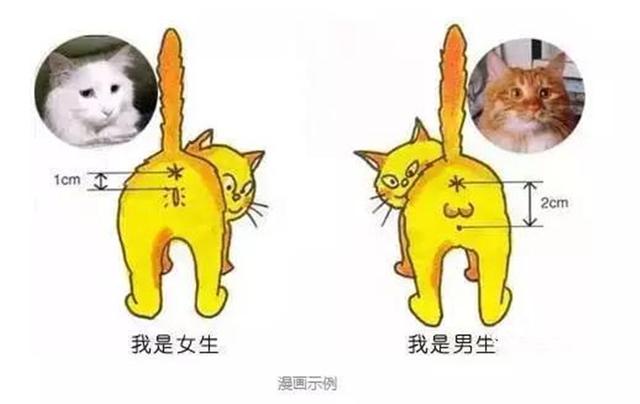 头条问答 猫咪怎么分公猫和母猫 176个回答