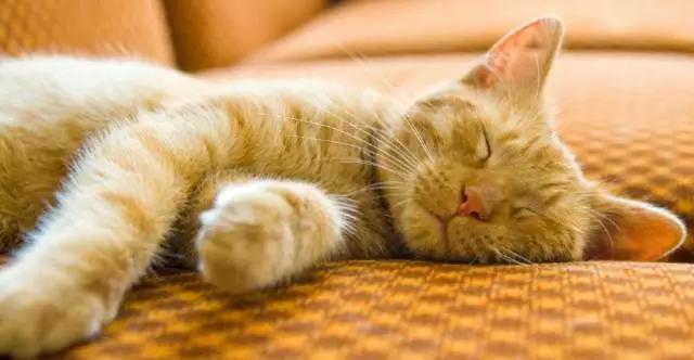 猫看见死亡的双眼剧情:猫可以预知死亡，是真的吗？
