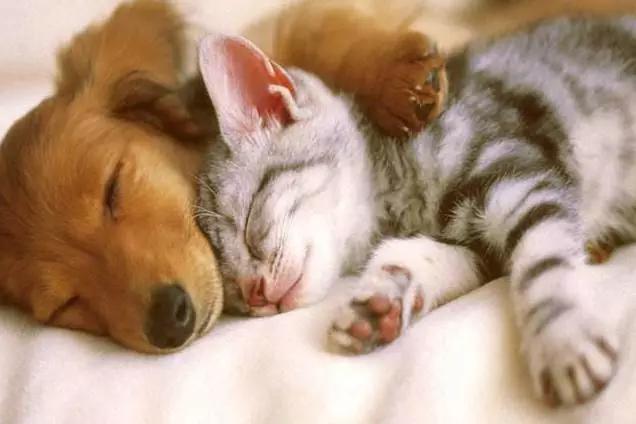 猫看见死亡的双眼剧情:猫可以预知死亡，是真的吗？