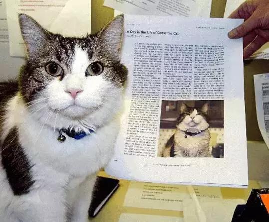 猫看见死亡的双眼剧情:猫可以预知死亡，是真的吗？