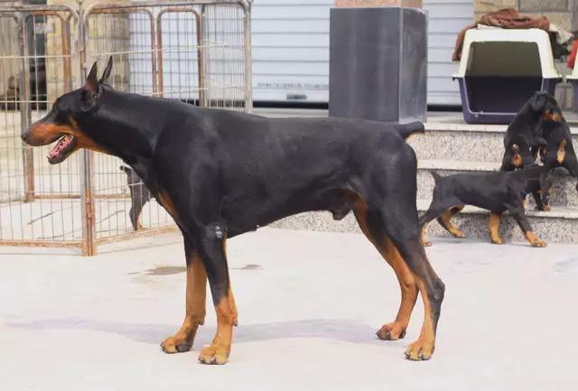 德系成年杜宾犬图片:德国大型杜宾犬图片 美系杜宾和德系杜宾有何不同？
