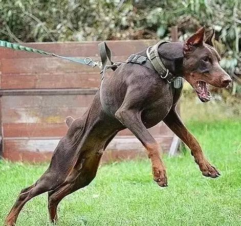 德系成年杜宾犬图片:德国大型杜宾犬图片 美系杜宾和德系杜宾有何不同？