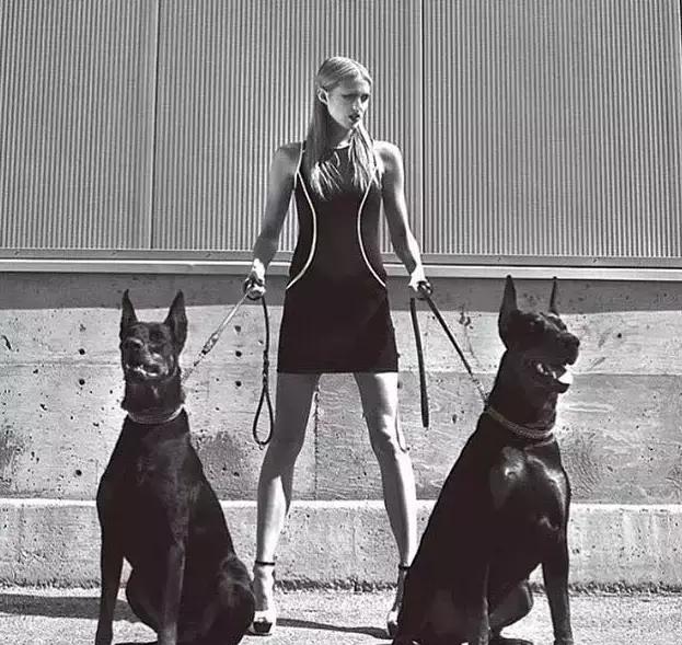 德系成年杜宾犬图片:德国大型杜宾犬图片 美系杜宾和德系杜宾有何不同？