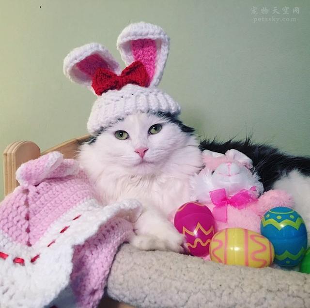 饲养猫论坛:家猫的繁殖和饲养管理技术？