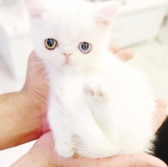 饲养猫论坛:家猫的繁殖和饲养管理技术？
