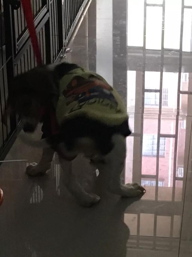 狗瘟热病毒治疗:狗瘟热病毒能存活多久 治疗犬瘟热的处方是什么？