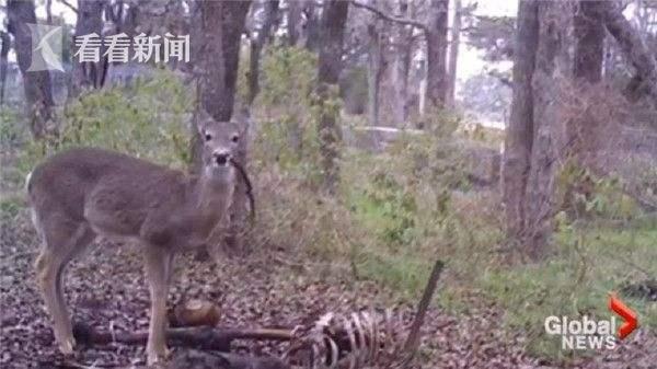 山地大猩猩:山地大猩猩资料 为什么自然界没有进化出进攻性的食草动物？