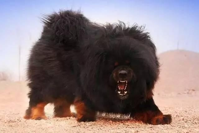 杜高猎犬勇斗巨型野猪:罗威纳打得过杜高犬吗？为什么？