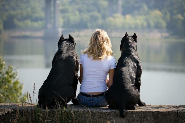 黑色金毛犬图片:深色金毛小时候是什么颜色的是不是小时候全身毛色就很深？ 黑色金毛犬图片三个月