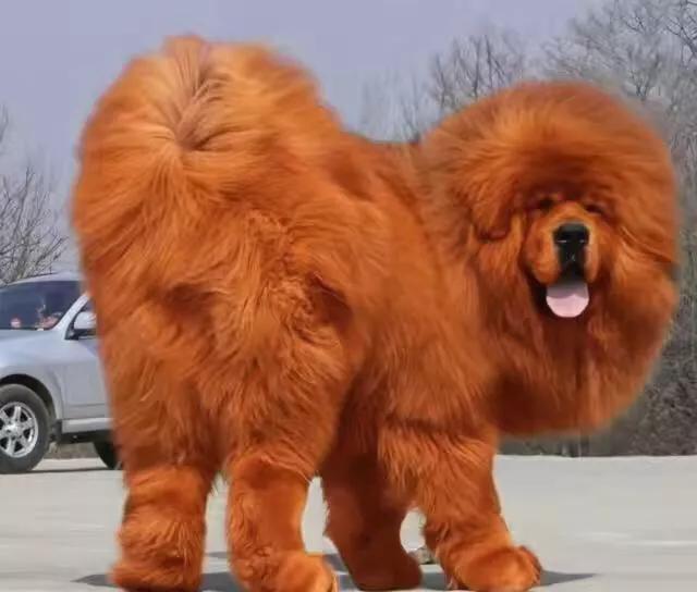 藏獒传奇故事:为什么曾经天价一只的藏獒现在一万一只都没人要？