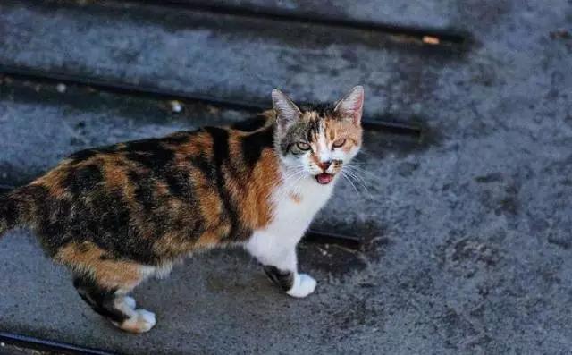 猫叫的声音:猫咪不同的叫声代表什么？叫声特别长时怎么回事？