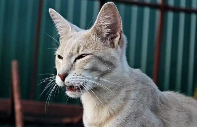 猫叫的声音:猫咪不同的叫声代表什么？叫声特别长时怎么回事？