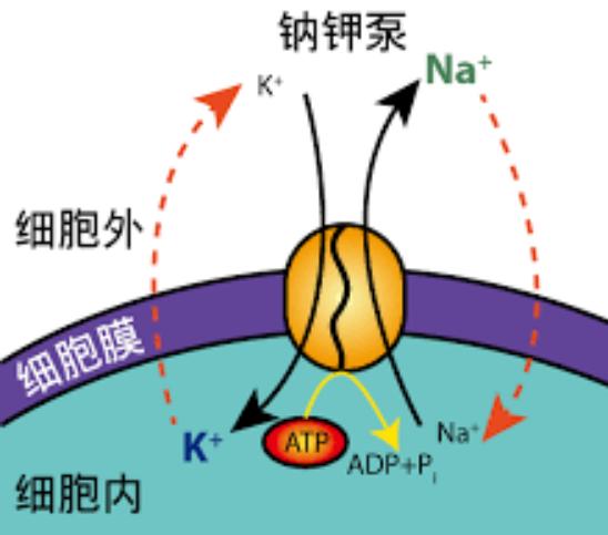 为什么人离不开盐,而很多哺乳动物却不必每天摄入盐?