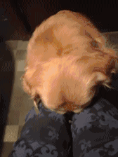 哈士奇大战藏獒壁纸:哪些狗狗不适合成为警犬？