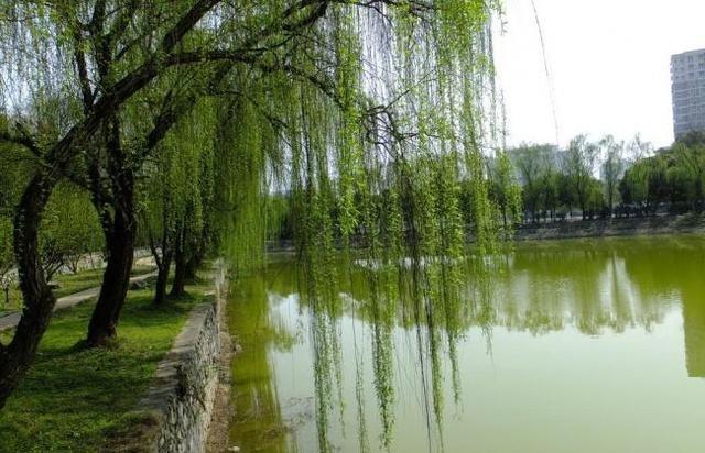 头条问答 - 上联:柳柳州柳堤看柳,柳在河东.如何对下联?(34个回答)