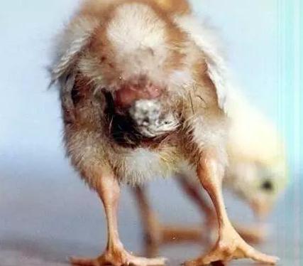 头条问答 - 雏鸡3-10日龄内出现糊肛是什么原因造成的?