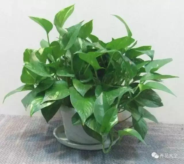黄金葛 风水:黄金葛风水作用 绿萝夜间可以摆放在卧室吗？