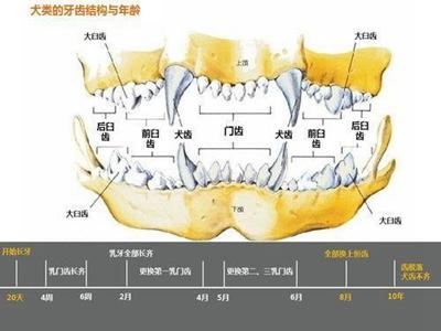 狗狗双排牙,是什么原因让狗狗长了双排牙？