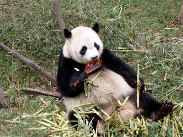 动物园为什么不让熊猫吃，现在的大熊猫为什么不吃肉？