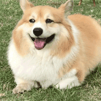 超萌小狗:柴犬好养吗？养柴犬有什么好处？