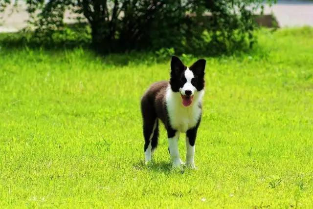 边境牧羊犬吧:家里养了一只边境牧羊犬是一种什么样的体验？