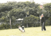 边牧犬多少钱一只:边牧犬多少钱一只黑色 如何挑选一只好的边牧幼犬？