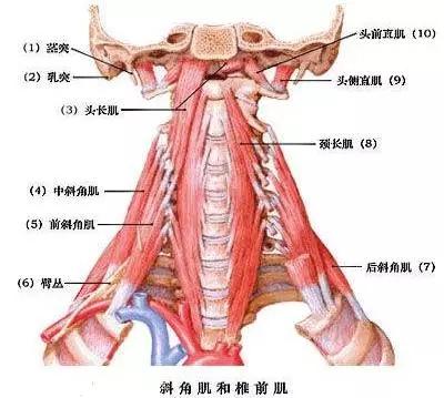 脊椎病:脊椎病的自我治疗方法 颈椎病对身体有哪些危害？
