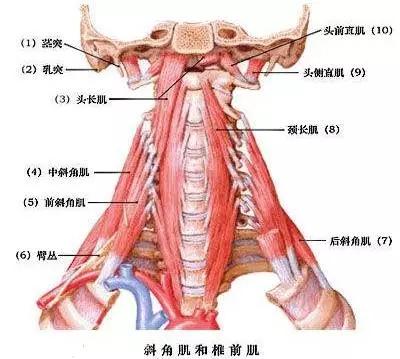 颈椎病引起的肠胃不适的症状:颈椎病会引起肠胃不适症状 颈椎病对身体有哪些危害？