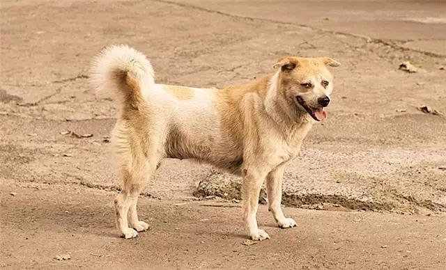 中华田园犬图片简笔画:你还记得小时候家里的土狗吗？