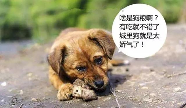 中华田园犬图片简笔画:你还记得小时候家里的土狗吗？