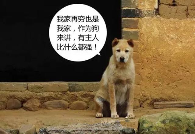 中华田园犬图片简笔画:你还记得小时候家里的土狗吗？