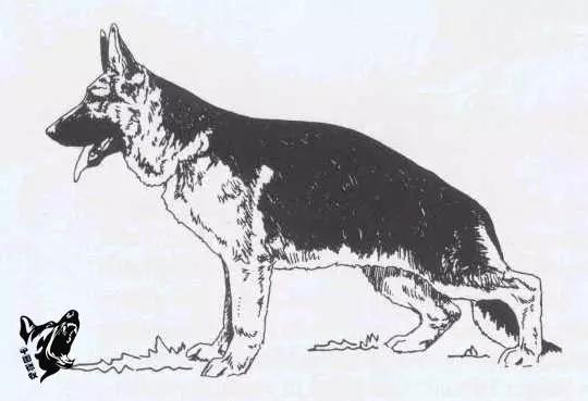 德国名犬图片大全:德国名犬排行榜图片 如何辨别一只标准的德国牧羊犬？