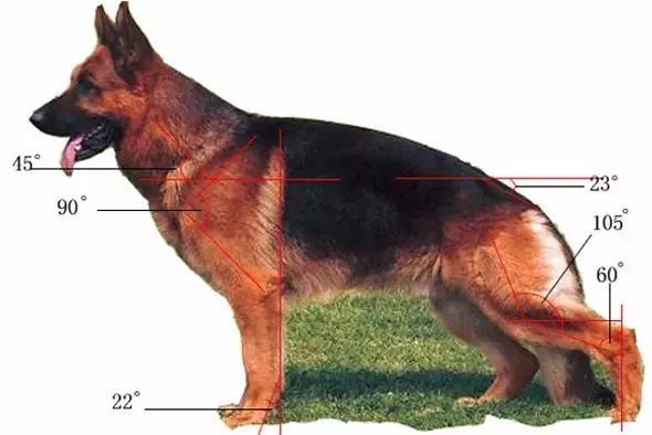 东德牧羊犬吧:德牧好养吗？德牧多少钱一只？