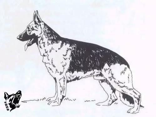 德国名犬图片大全:德国名犬排行榜图片 如何辨别一只标准的德国牧羊犬？