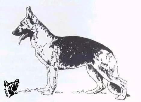 德国名犬图片大全:德国名犬排行榜图片 如何辨别一只标准的德国牧羊犬？