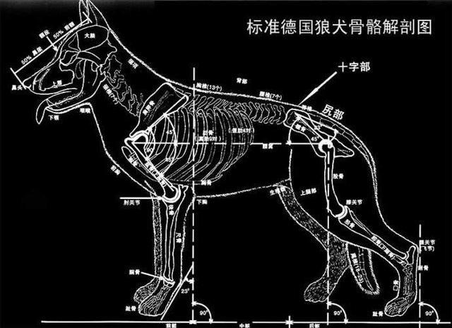 德国名犬图片大全:德国名犬排行榜图片 如何辨别一只标准的德国牧羊犬？