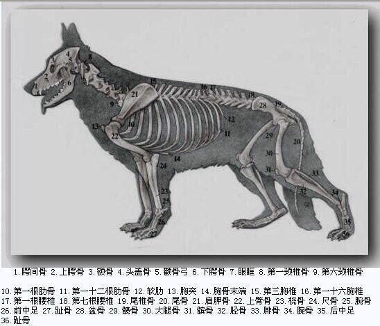 德国名犬图片大全:德国名犬排行榜图片 如何辨别一只标准的德国牧羊犬？