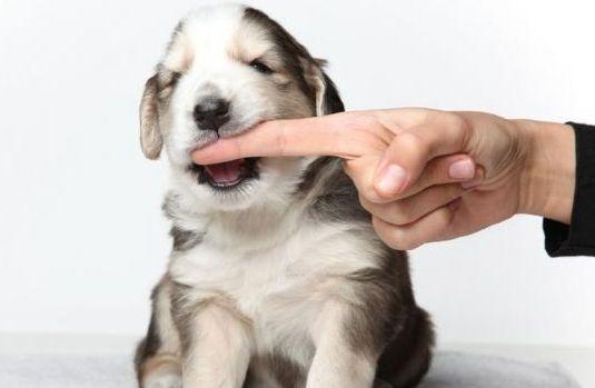 头条问答 被小狗咬了 但没出血要怎么处理 这个狗狗叫布丁的回答 0赞