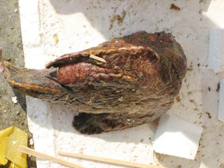 海钓黑牙带鱼:海钓时怎么知道有没有毒鱼？