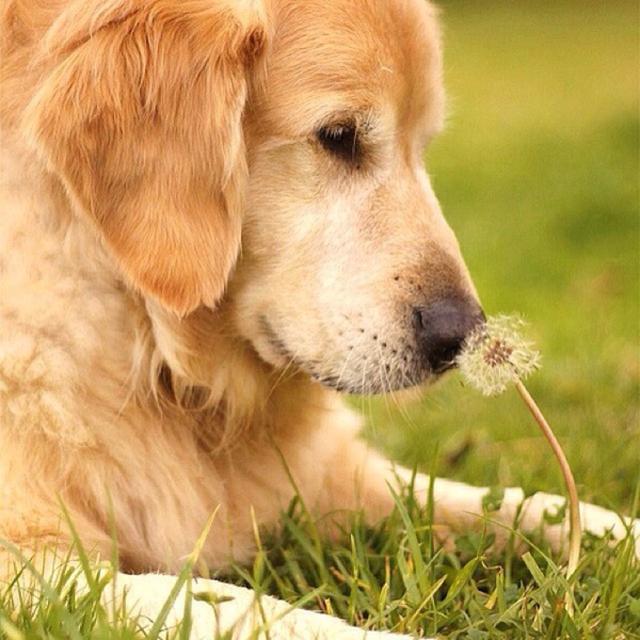 犬窝咳是怎么引起的:犬窝咳是什么引起的 狗狗得了犬窝咳应吃什么药？在哪儿能买到？