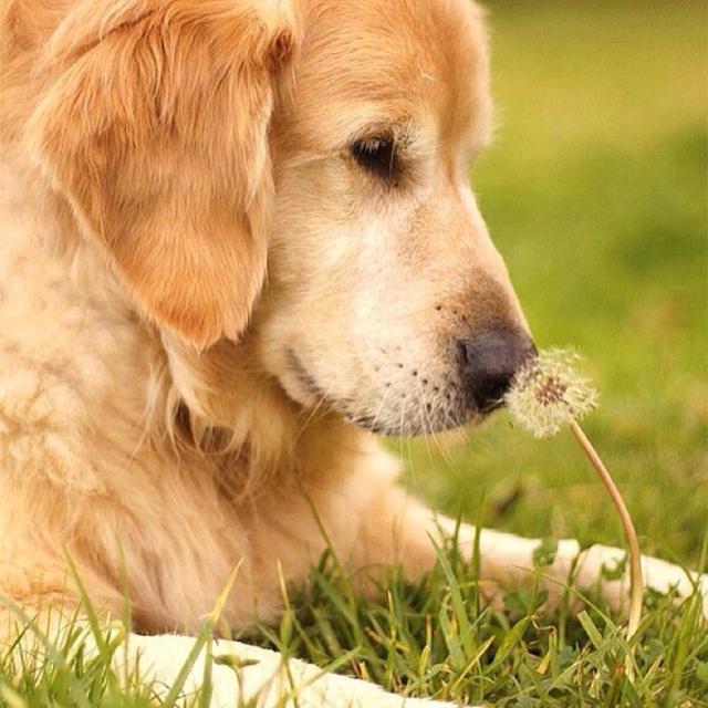 犬传染性气管支气管炎又称:如何治疗犬传染性气管支气管炎疾病？ 犬传染性气管支气管炎怎么治疗