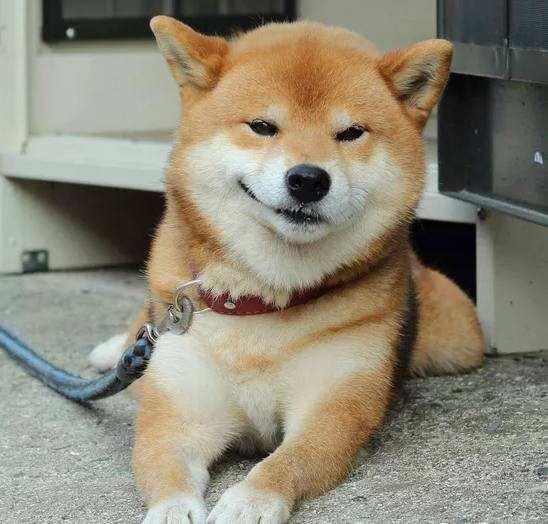纯种秋田犬:想养一只秋田犬，哪里可以领养或者购买比较保险有什么注意事项？